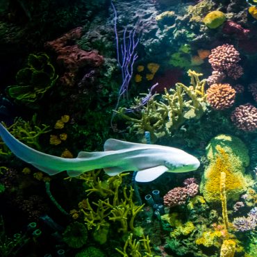 New York Aquarium Summer Camp